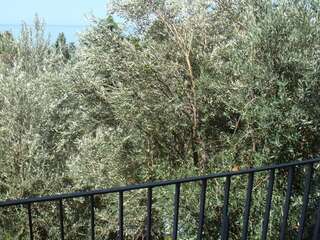 Апартаменты Apartments Orfej Свети-Стефан Апартаменты с 2 спальнями и балконом-5